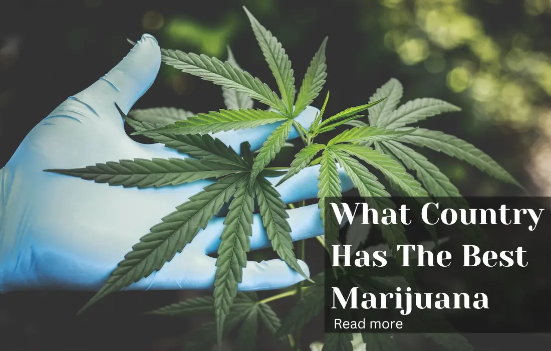 What Country Has The Best Marijuana